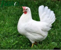 1agro.com.ua