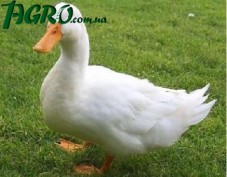 1agro.com.ua