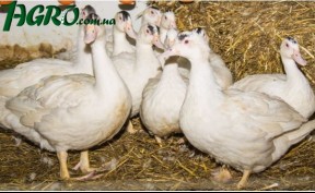 1agro.com.ua