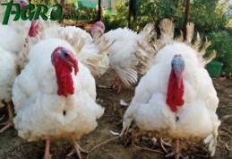 1agro.com.ua