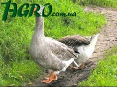 1agro.com.ua