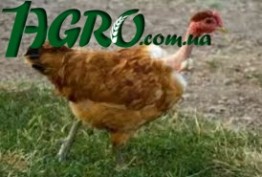 1agro.com.ua