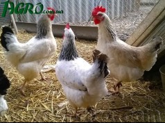 1agro.com.ua