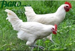 1agro.com.ua