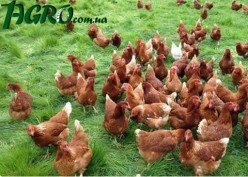 1agro.com.ua