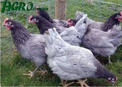 1agro.com.ua