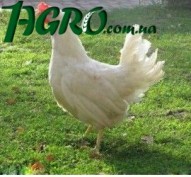 1agro.com.ua