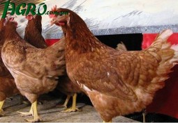 1agro.com.ua