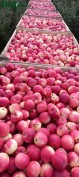 1agro.com.ua
