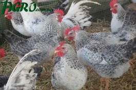 1agro.com.ua