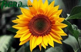 1agro.com.ua