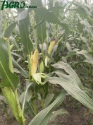 1agro.com.ua