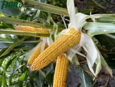 1agro.com.ua