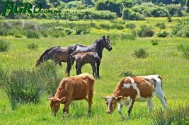 1agro.com.ua