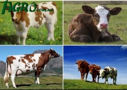1agro.com.ua