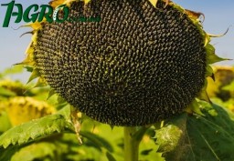 1agro.com.ua