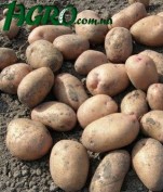 1agro.com.ua