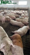 1agro.com.ua
