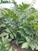 1agro.com.ua