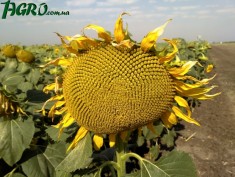 1agro.com.ua