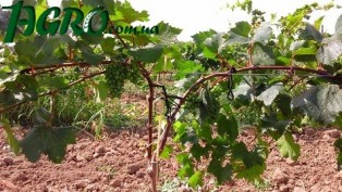1agro.com.ua
