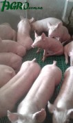 1agro.com.ua
