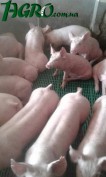1agro.com.ua