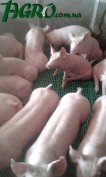 1agro.com.ua
