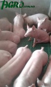1agro.com.ua