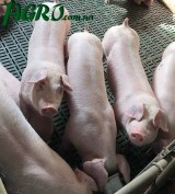 1agro.com.ua