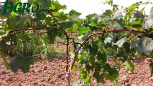 1agro.com.ua