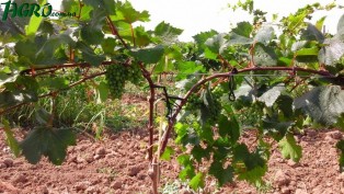 1agro.com.ua