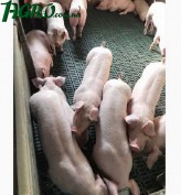 1agro.com.ua