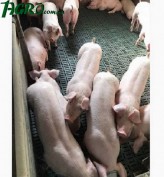 1agro.com.ua