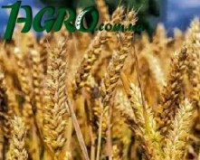 1agro.com.ua