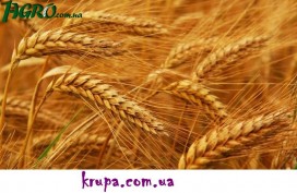 1agro.com.ua