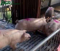 1agro.com.ua