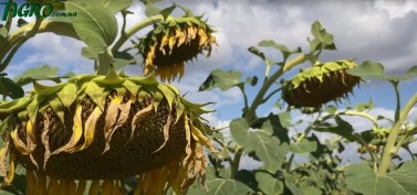1agro.com.ua