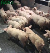 1agro.com.ua