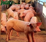 1agro.com.ua