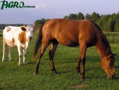 1agro.com.ua