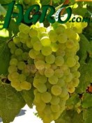 1agro.com.ua