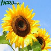 1agro.com.ua