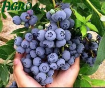 1agro.com.ua