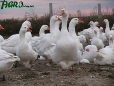 1agro.com.ua