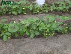 1agro.com.ua