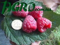 1agro.com.ua