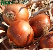 1agro.com.ua