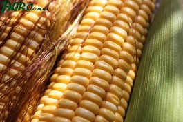 1agro.com.ua