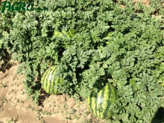 1agro.com.ua